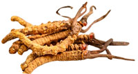 001-cordyceps-millitaris
